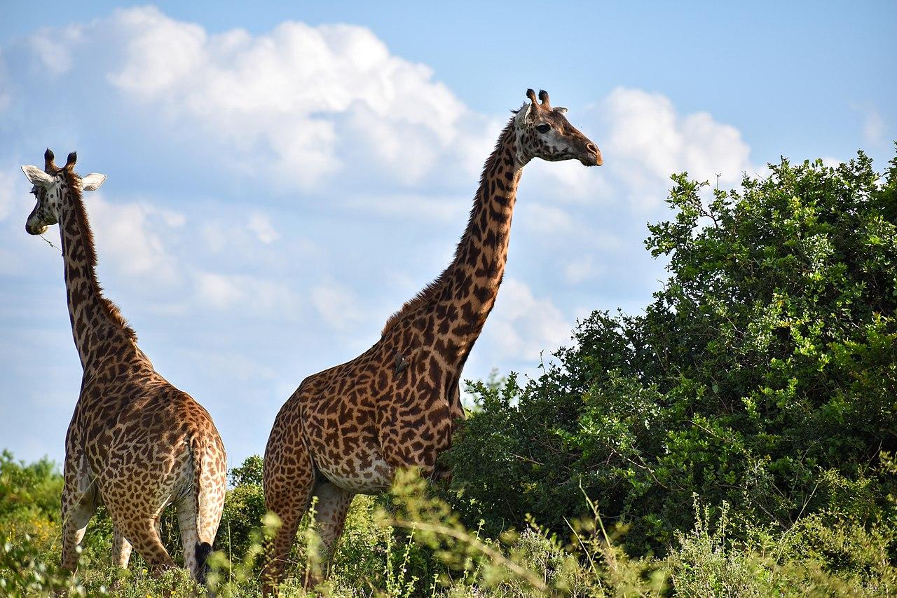 Nairobi City County, Kenya